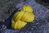 neon yellow handspun merino wool
