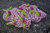 candy stick handspun artYarn with pink flowers